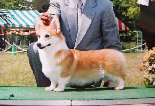 三嵜ブリーダーの画像